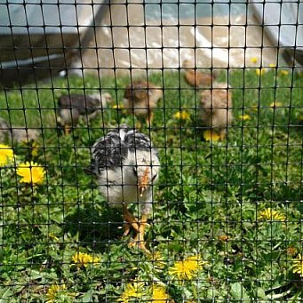 Сетка металл с ПВХ покрытием до 6 лет срок Эксплуатации 