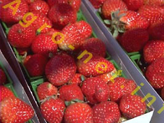 Армированная пленка для теплиц