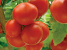 Армированная пленка для теплиц