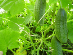 Армированная пленка для теплиц