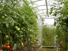 Армированная пленка для теплиц