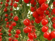 Армированная пленка для теплиц